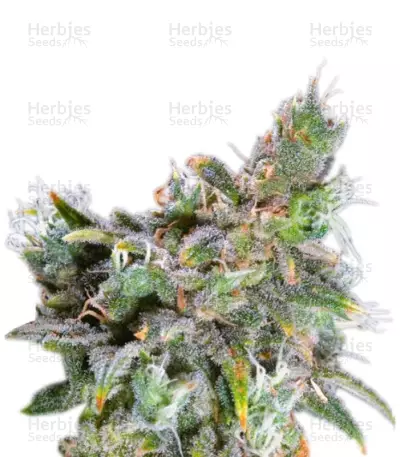 Magic Bud feminized seeds
