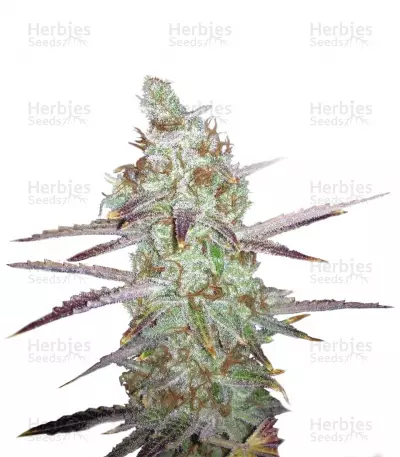 Buy MK Ultra regular seeds