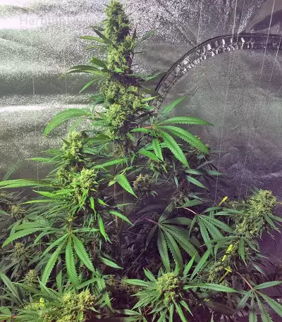 Cookies Kush feminized seeds