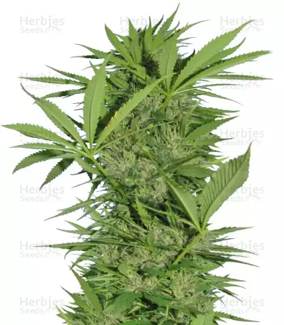 Easy Sativa (Female Seeds)