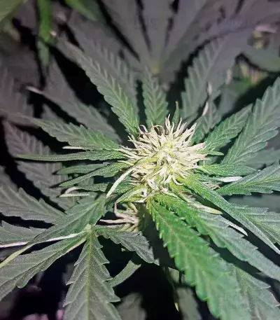 Graines de cannabis Lemon OG Haze Auto (Nirvana Seeds)