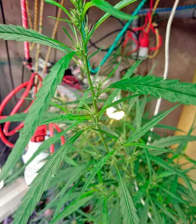Lithium OG Kush Seeds