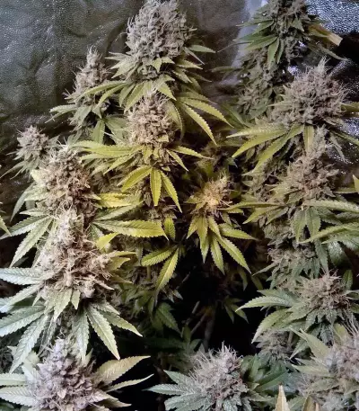 LSD Seeds