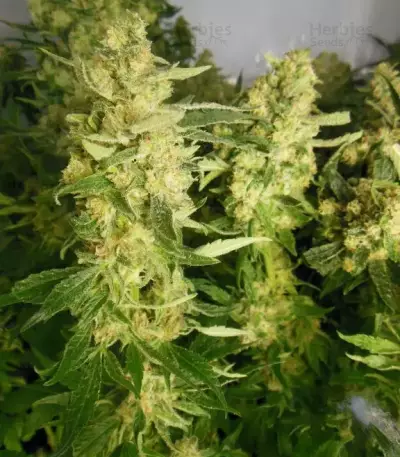 Mother Gorilla (Royal Madre) Seeds