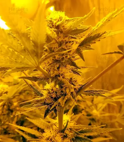 Northern Lights (00 Seeds)