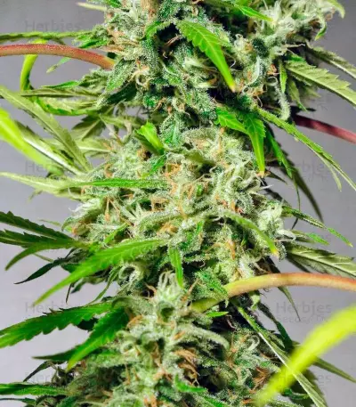 Sweet Tai (Sweet Seeds)