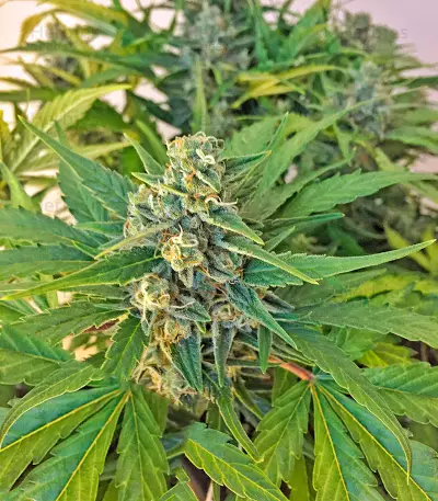 Amnesia XXL Autoflowering Seeds