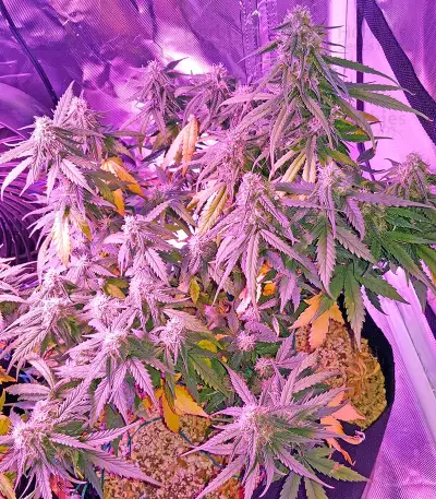Graines de cannabis Auto Sweet Soma (00 Seeds)
