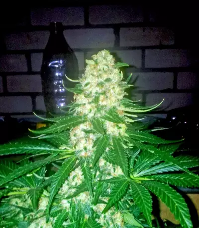 Graines de cannabis Bubble Kush (RQS)
