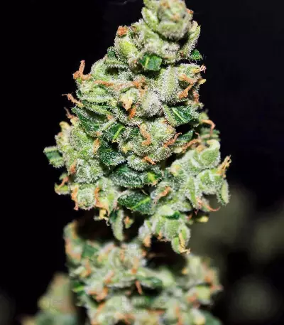 CBD Auto 1:1 (CBD Crack) feminized seeds