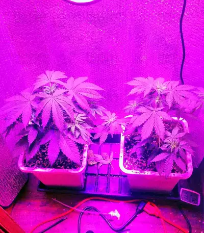 Critical Jack Seeds