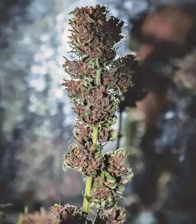 Crystal METH Auto Seeds