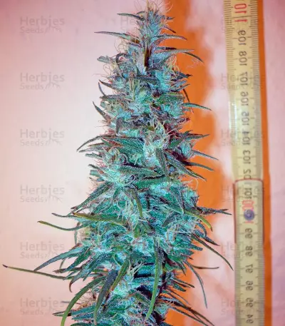 Dr. Grinspoon (Barney's Farm)