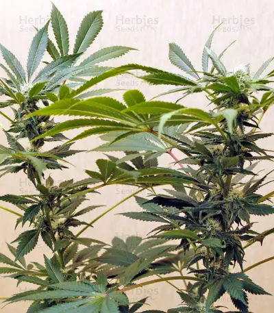 Karibbean Mango (Kannabia Seeds)
