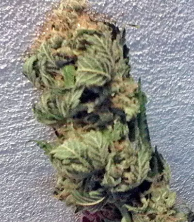 Kaya Gold Seeds