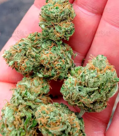 Kripple Shock strain