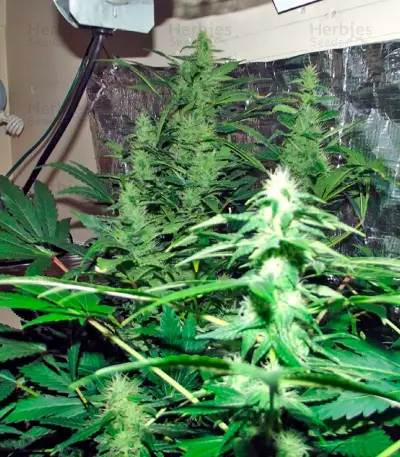 Mataro Blue Max Auto Seeds