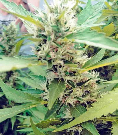 Moby Dick #2 Seeds