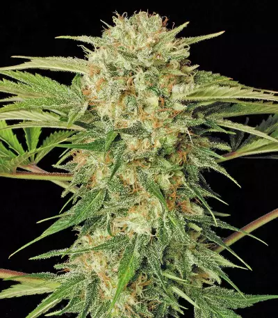 Motavation feminized seeds