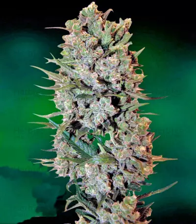 NYC Diesel Auto fem Seeds
