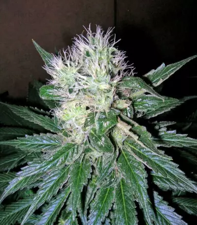 Smile Max Auto (Kannabia Seeds)