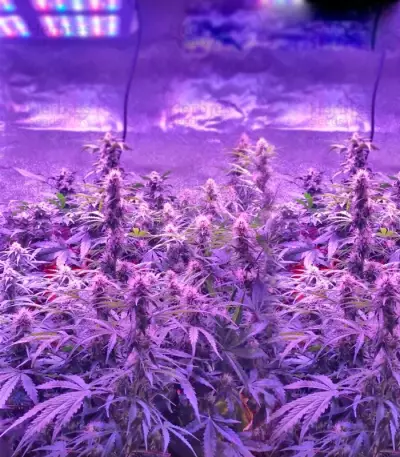 Semi femminizzati Spinning Buzz Kick Auto
