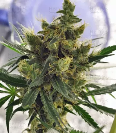 Violator Kush feminized seeds