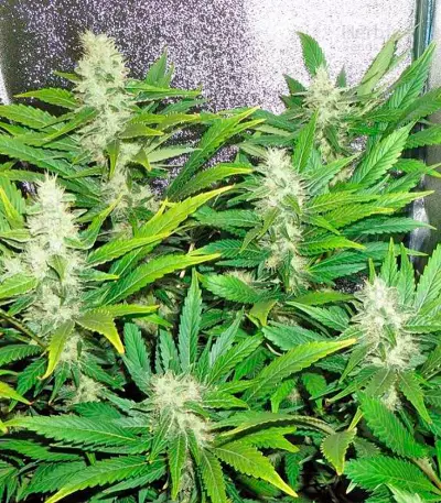 Semillas White Russian feminizadas (Serious Seeds)