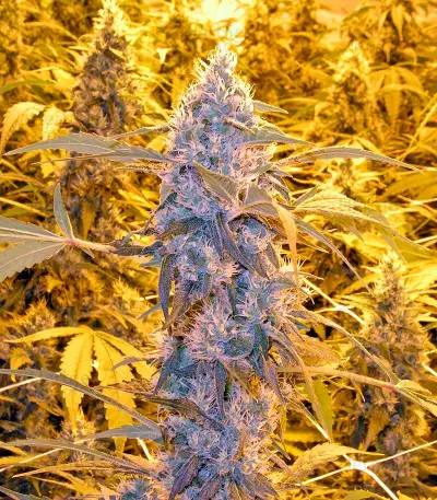 Graines de cannabis Wonder Woman (Nirvana Seeds)