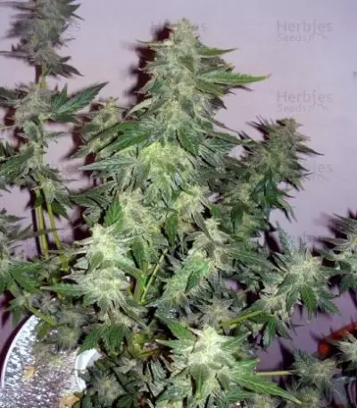 Semi femminizzati Sugar Gom Auto