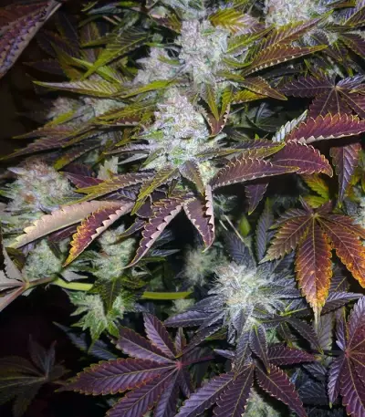 Prozack Seeds