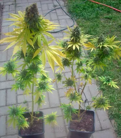 Skunk #1 regular (Dutch Passion)