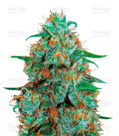 Graines de cannabis Critical Neville Haze Auto (Delicious Seeds)