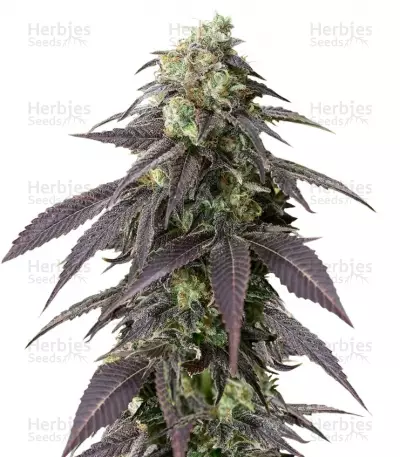 Buy 707 Headband feminized seeds