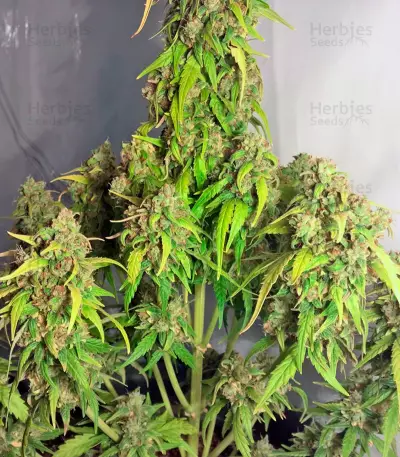 StarRyder Auto feminized seeds
