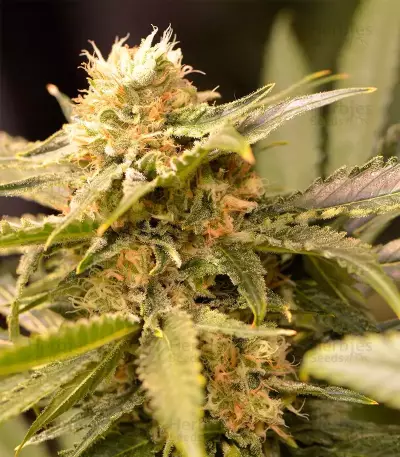 Black Dream Seeds