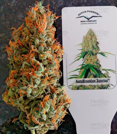 Auto Brooklyn Sunrise feminized seeds