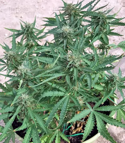 Blue Critical Autoflowering Seeds