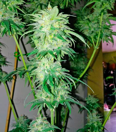 Bubba Kush Autoflowering Seeds