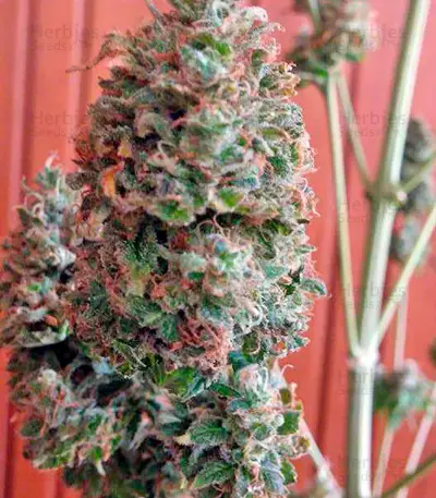 Bubble Gum Regular seeds