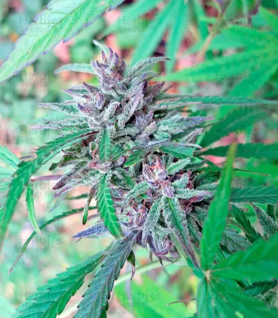 Critical + 2.0 Autoflowering feminized seeds