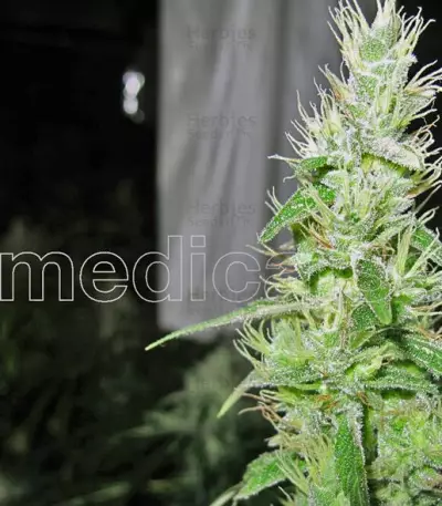 Deep Neville Seeds