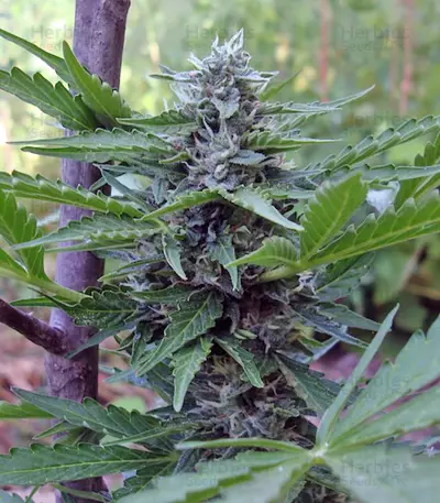 Graines de cannabis Buddha Deimos Auto (Buddha Seeds)