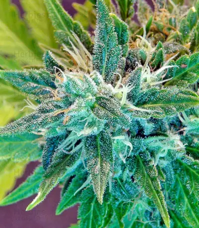 Kannabia Special Max Auto feminized seeds
