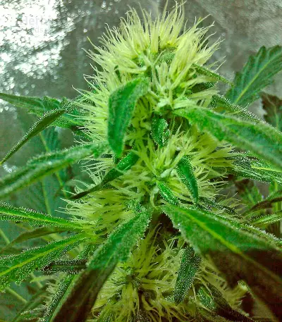 Karibbean Mango (Kannabia Seeds)