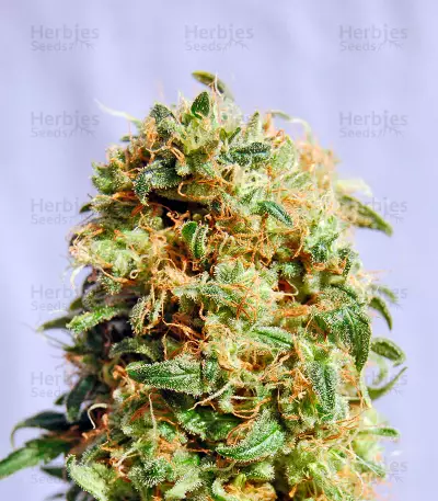 Graines de cannabis Kaboom (Kannabia Seeds)