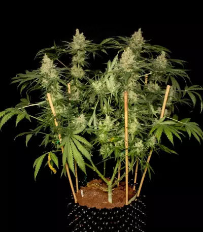 Semi femminizzati Sweet Black Angel di Samsara Seeds