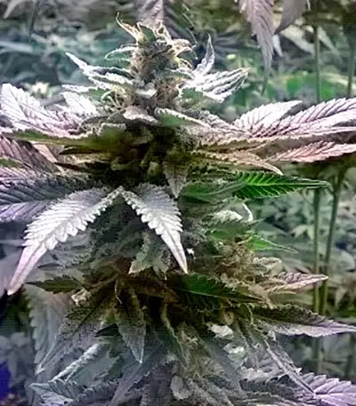 Skunk 47 Seeds