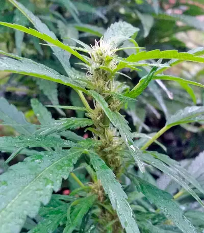 South African Kwazulu strain