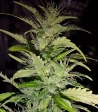 Graines de cannabis Speedy Chile Fast Flowering (RQS)